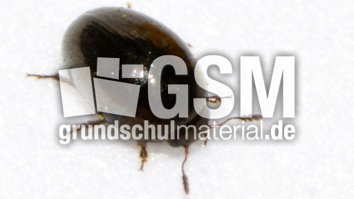 Glattkäfer (Olibrus millefolii)_4.jpg